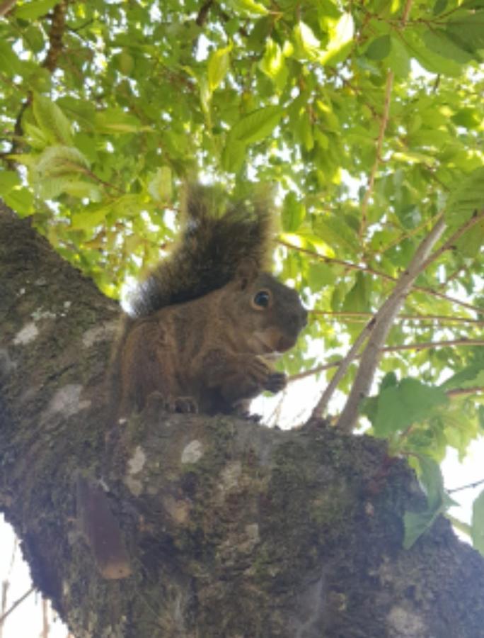 Pousada Canto Do Sabia Monte Verde  Zewnętrze zdjęcie
